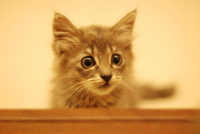 Labu - Domestic Long Hair Cat