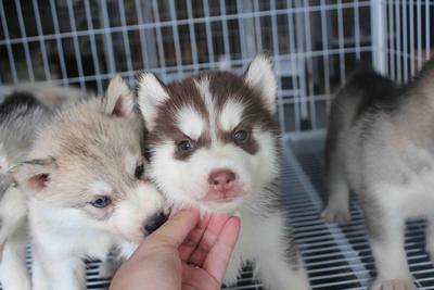 Dark Red Copper Husky Puppy - Siberian Husky Dog