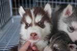 Dark Red Copper Husky Puppy - Siberian Husky Dog