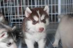 Dark Red Copper Husky Puppy - Siberian Husky Dog