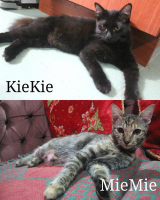 Kiekie &amp; Miemie :) - Somali + Domestic Medium Hair Cat