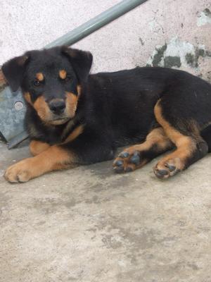 Rocky - Rottweiler Mix Dog