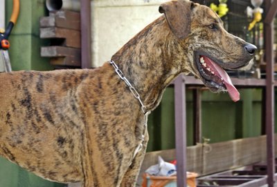 Duke - Great Dane Dog