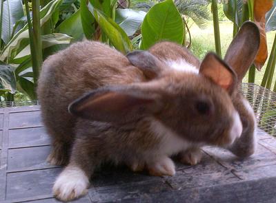 Gaga - French-Lop Rabbit