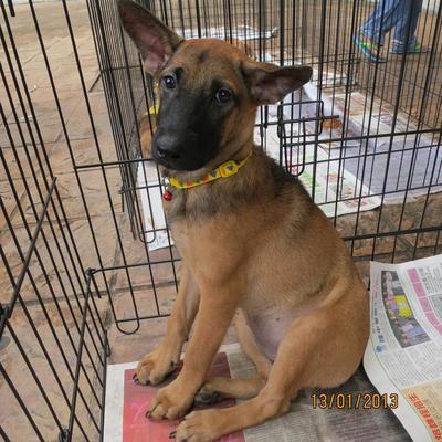 Patience - Belgian Shepherd Malinois Mix Dog