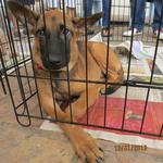 Patience - Belgian Shepherd Malinois Mix Dog