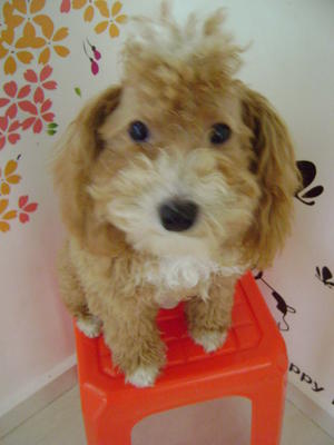 Garu  - Poodle Dog