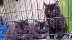 caged for feeding, if not they will only play.. now we've eaten, can we run around?! says kitties..