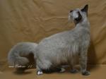 Tes - Domestic Long Hair Cat