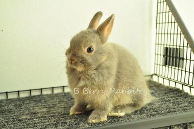 Netherland Dwarf - Blue Otter 16 - Netherland Dwarf Rabbit