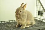 Netherland Dwarf - Blue Otter 16 - Netherland Dwarf Rabbit