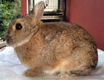 Pure Breed Netherland Dwarf Rabbit - Netherland Dwarf Rabbit