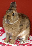 Pure Breed Netherland Dwarf Rabbit - Netherland Dwarf Rabbit