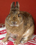 Pure Breed Netherland Dwarf Rabbit - Netherland Dwarf Rabbit