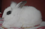 Hotot &amp; Dwarf Mix Baby Rabbit - Dwarf + Hotot Rabbit