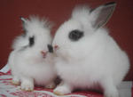 Hotot &amp; Dwarf Mix Baby Rabbit - Dwarf + Hotot Rabbit