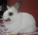 Hotot &amp; Dwarf Mix Baby Rabbit - Dwarf + Hotot Rabbit