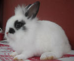 Hotot &amp; Dwarf Mix Baby Rabbit - Dwarf + Hotot Rabbit