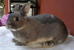 Netherland Dwarf Rabbit- Pure Breed - Netherland Dwarf Rabbit