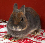 Netherland Dwarf Rabbit- Pure Breed - Netherland Dwarf Rabbit