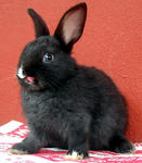 Netherland Dwarf Baby Rabbits - Netherland Dwarf + Dwarf Rabbit