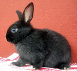 Netherland Dwarf Baby Rabbits - Netherland Dwarf + Dwarf Rabbit