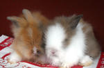 Teddy Bear Baby Rabbits - Angora Rabbit Rabbit