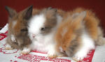 Teddy Bear Baby Rabbits - Angora Rabbit Rabbit