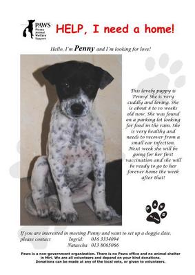 Penny - Mixed Breed Dog