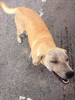 Little Toby - Mixed Breed Dog