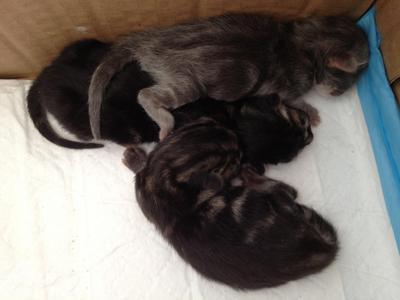 3 Musketeers  - Maine Coon + Domestic Medium Hair Cat