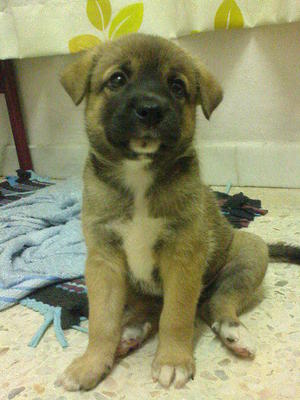 Cute Female Puppy - Mixed Breed Dog