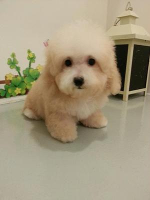 PF39902 - Poodle Dog