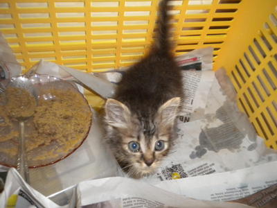 Bubu - Domestic Medium Hair Cat