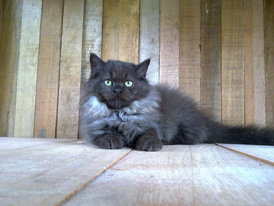 Ricca - Domestic Long Hair + Maine Coon Cat