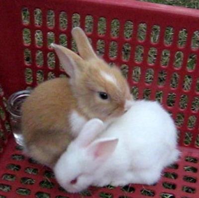 Mei Mei &amp; Snowy - Lionhead + Dutch Rabbit