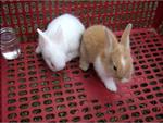 Mei Mei &amp; Snowy - Lionhead + Dutch Rabbit