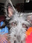 Sambu - Terrier Mix Dog