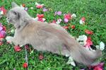 Reika Blossom - Domestic Long Hair Cat