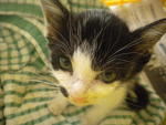 Debby when first rescued