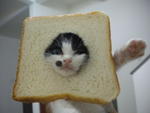 breaded cat