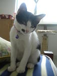 Debby - Domestic Short Hair Cat