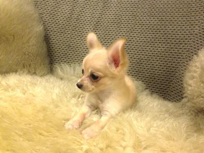 2 Long Coat Chihuahua(S) For Sale - Chihuahua Dog