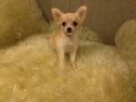 2 Long Coat Chihuahua(S) For Sale - Chihuahua Dog