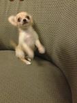 2 Long Coat Chihuahua(S) For Sale - Chihuahua Dog