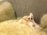 2 Long Coat Chihuahua(S) For Sale - Chihuahua Dog