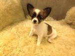 2 Long Coat Chihuahua(S) For Sale - Chihuahua Dog