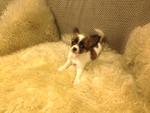 2 Long Coat Chihuahua(S) For Sale - Chihuahua Dog