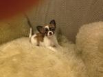 2 Long Coat Chihuahua(S) For Sale - Chihuahua Dog