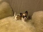 2 Long Coat Chihuahua(S) For Sale - Chihuahua Dog